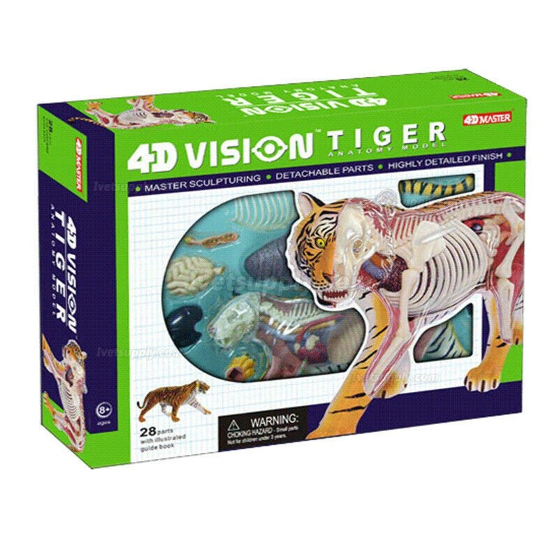 Tiger Anatomy Science And Education Assembled Model Teaching Model